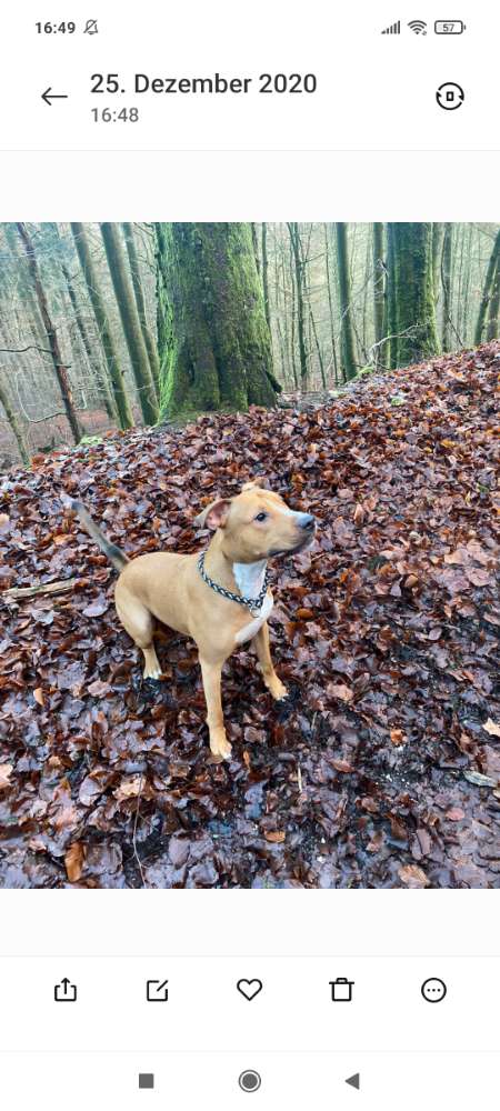 Hundetreffen-Runde zum Spielen am Meschesee-Profilbild