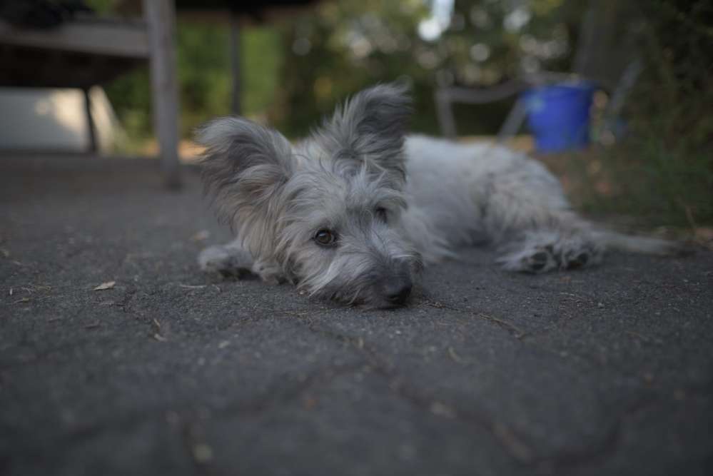 Hundetreffen-Fila - macht gerade Pause. Aktuell keine Anfragen. 🙂-Profilbild