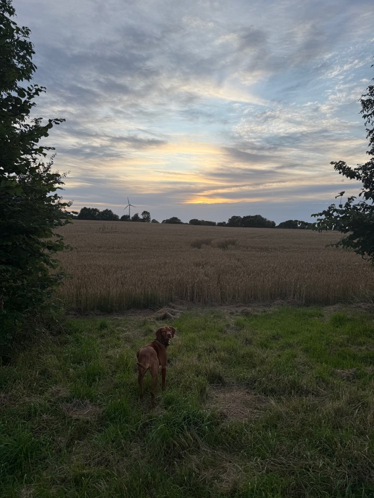 Hundetreffen-Suche Hundebetreuung für meine Hündin-Profilbild