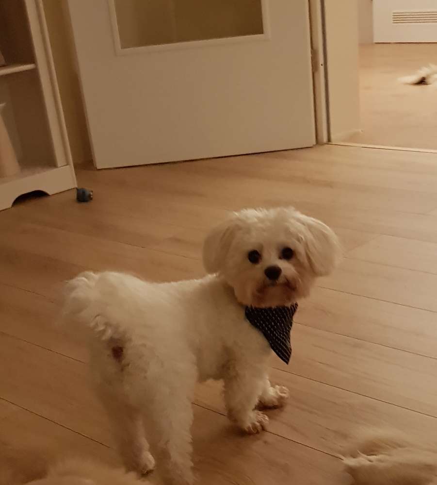 Hundetreffen-Spielstunde kleine hunde.-Profilbild