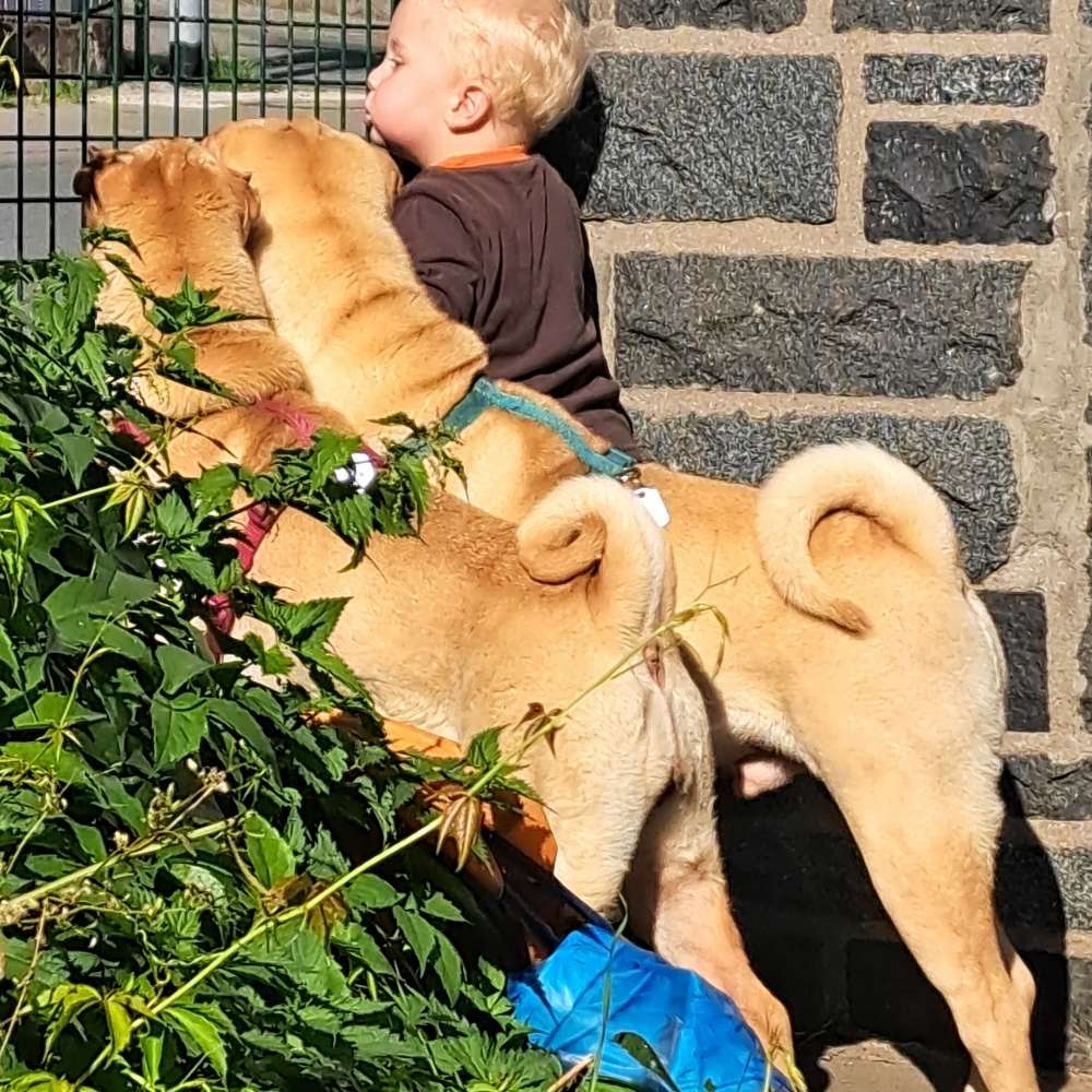 Hundetreffen-Spiel und Gassirunde-Profilbild