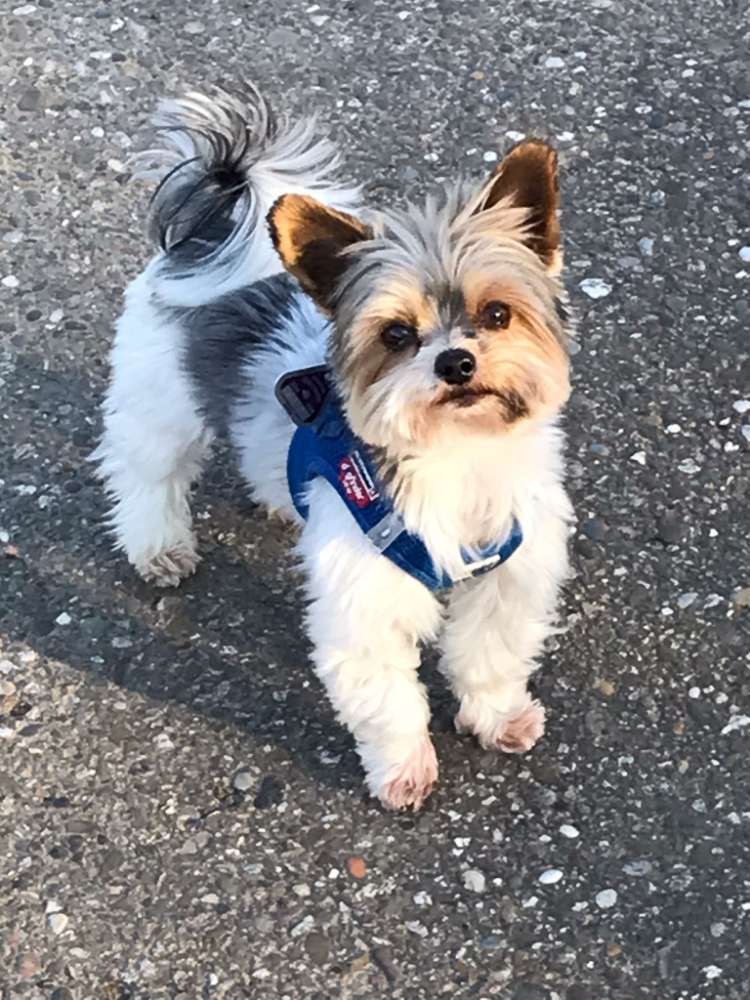 Hundetreffen-Yorkie Treffen-Profilbild