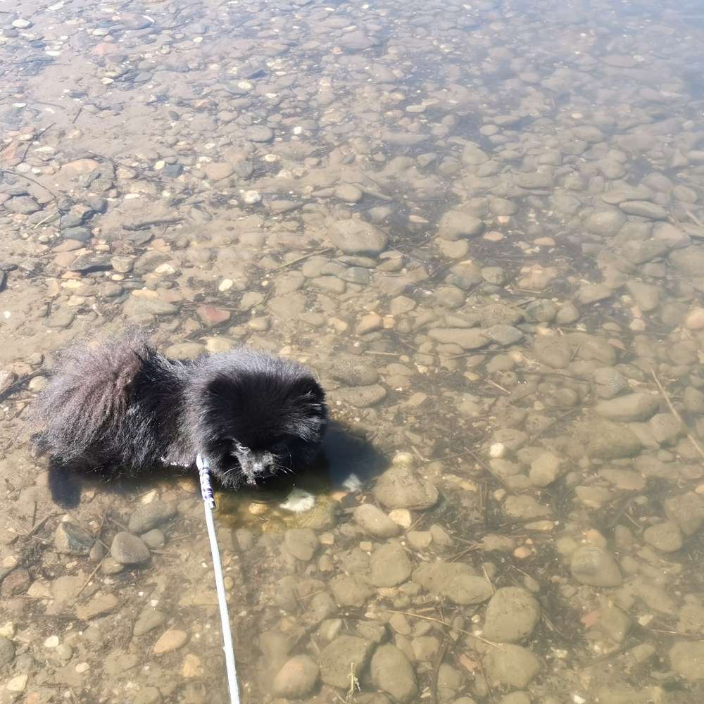 Hundetreffen-Spiel-/Gassirunde-Profilbild