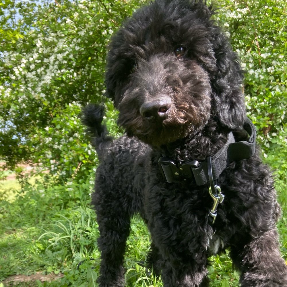 Hundetreffen-Entspannter Spaziergang-Profilbild