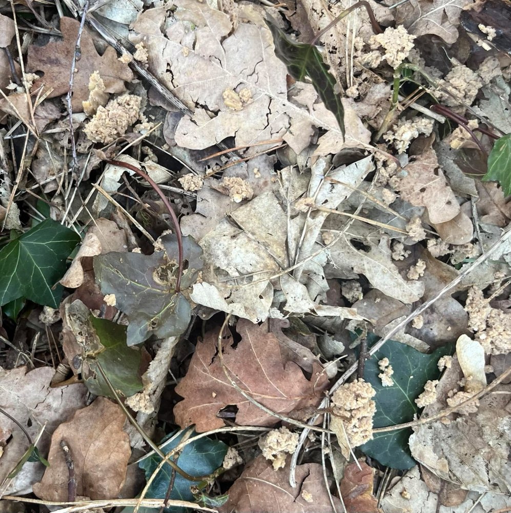 Giftköder-Evtl Giftköder-Profilbild