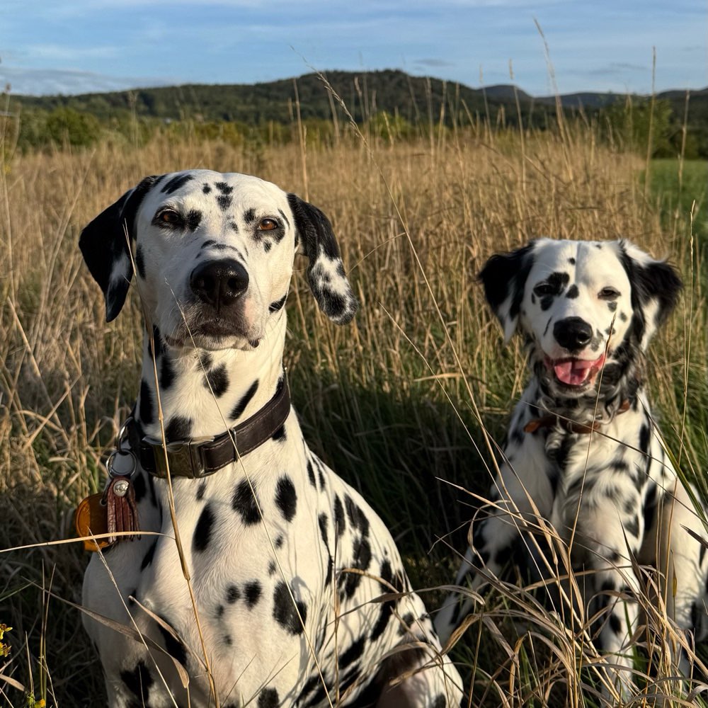 Hundetreffen-Gemeinsames spazieren ☺️-Profilbild