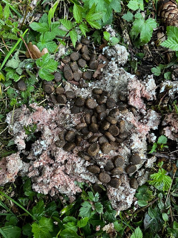 Giftköder-Ausgelegtes Trockenfutter (Vergiftet?!!)-Profilbild