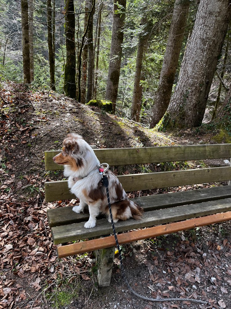 Hundetreffen-Spielen od gassi Freundschaft-Profilbild