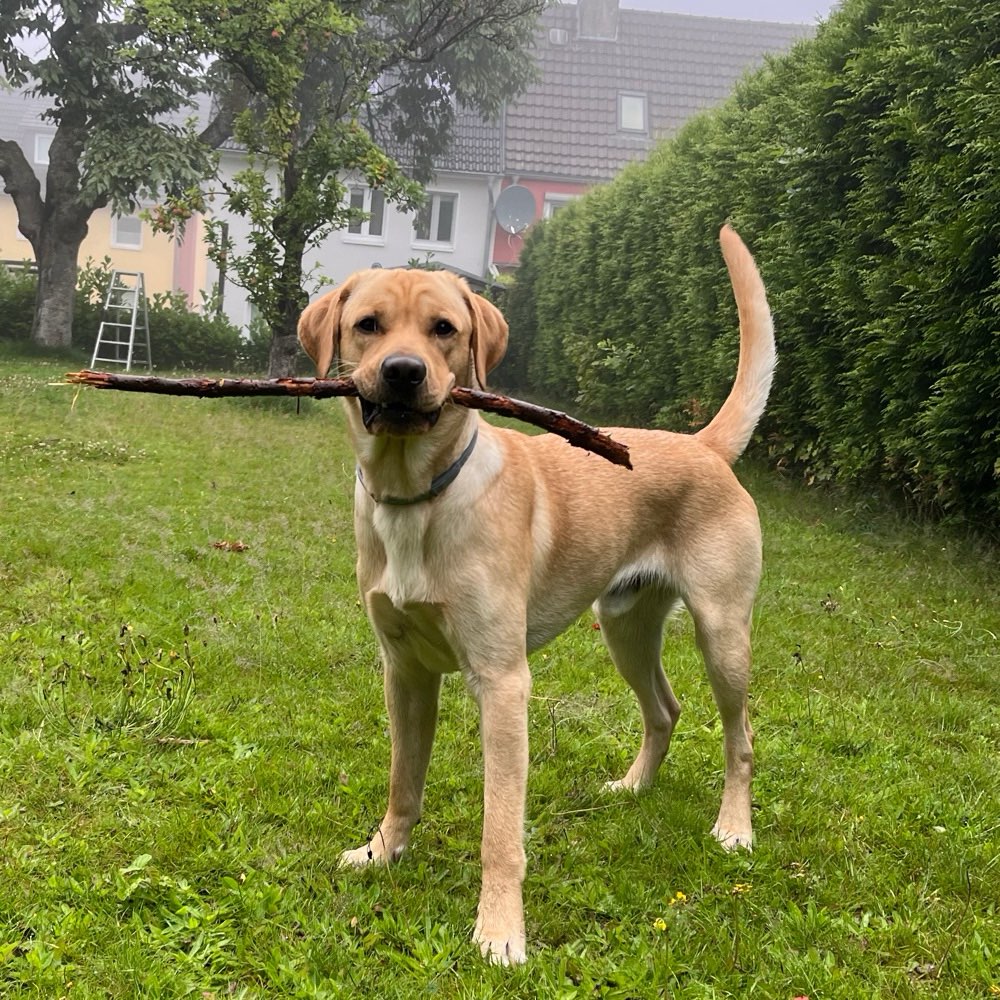 Hundetreffen-Hundefreunde gesucht-Profilbild