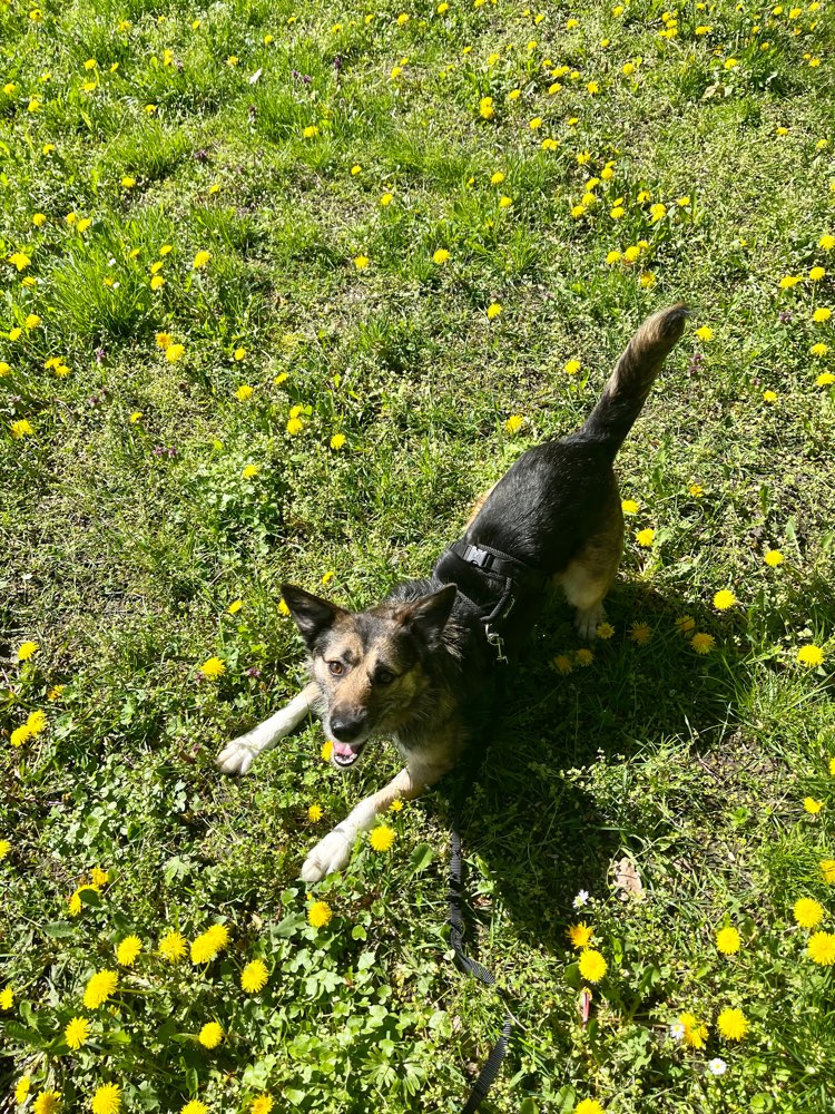 Hundetreffen-Spielen + Spaziergänge im Biesdorfer Park-Profilbild