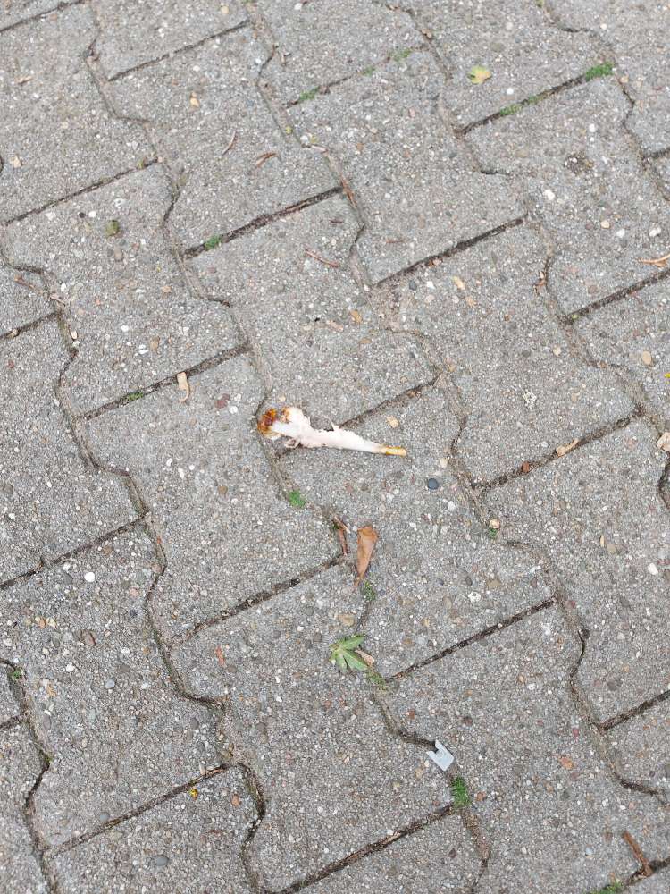 Giftköder-Rohe Fleischbrocken-Profilbild