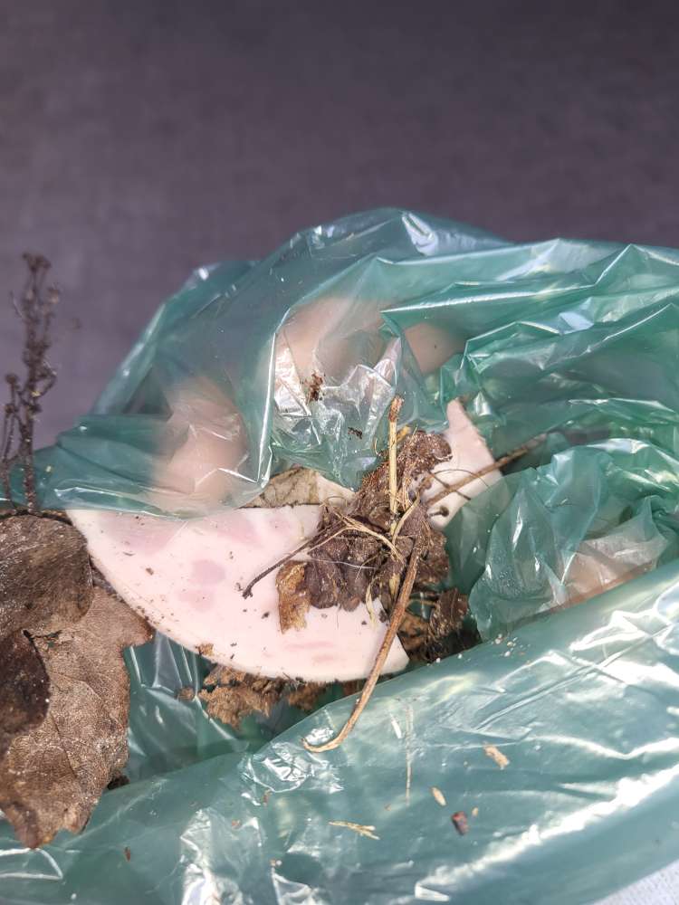 Giftköder-Erneut ausgelegte Wurst-Profilbild