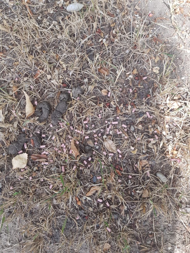 Giftköder-Giftköder-Profilbild