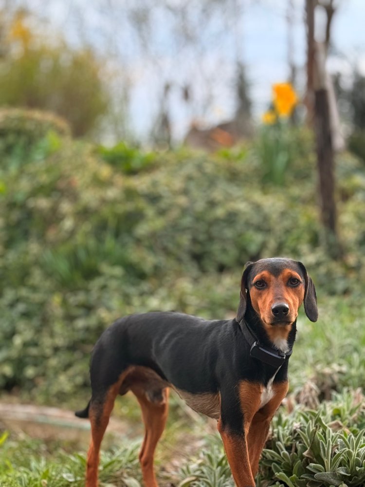 Hundetreffen-Suchen Hundebuddies-Profilbild