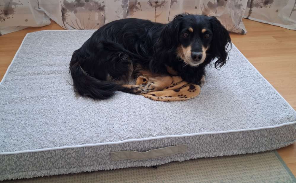 Hundetreffen-Suche soziale Hundekontakte für meinen Dackelmischling-Profilbild