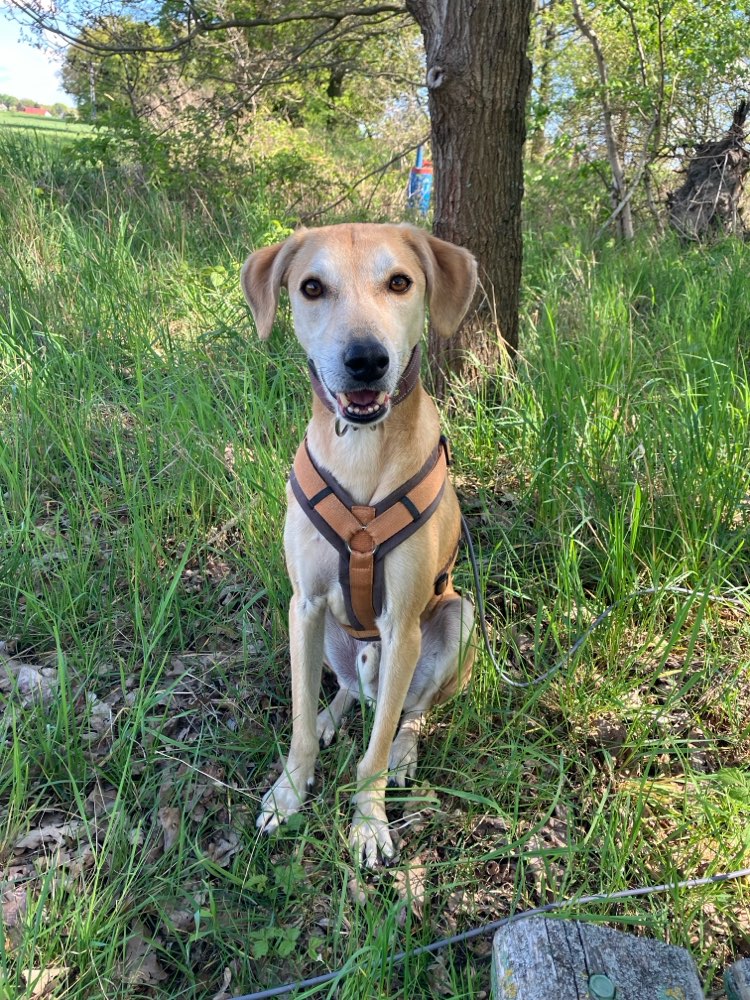 Hundetreffen-Gassirunde / Social Walk-Profilbild