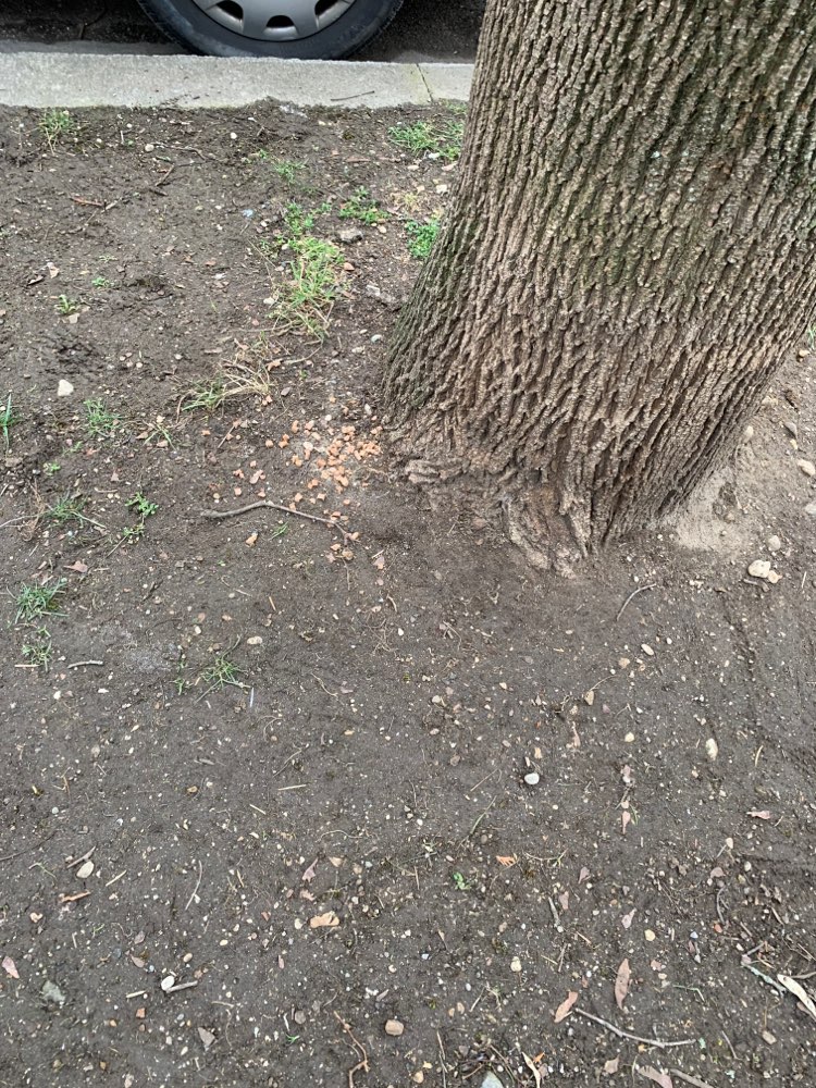 Giftköder-Sehr auffällig gestreute Leckerli-Profilbild