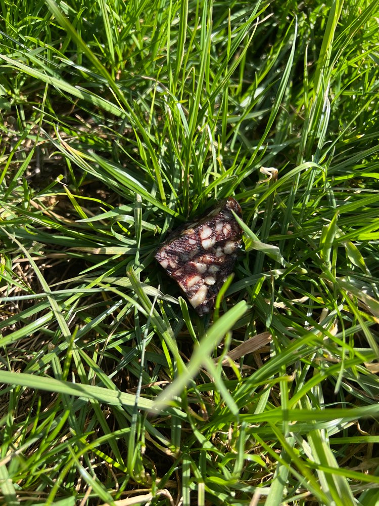 Giftköder-Präparierte Giftköder-Profilbild