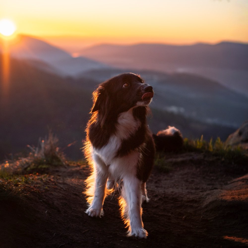 Hundetreffen-Gemeinsames Gassi mit spielen oder Training-Profilbild