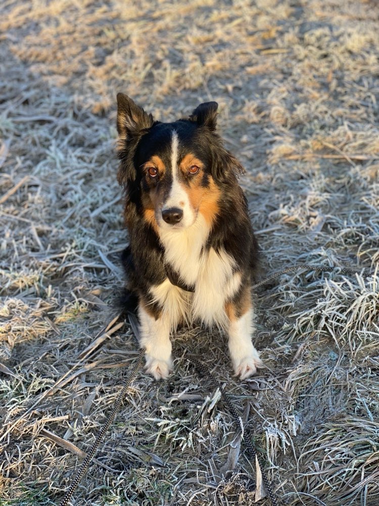 Hundetreffen-Luna sucht Hundefreundin-Profilbild