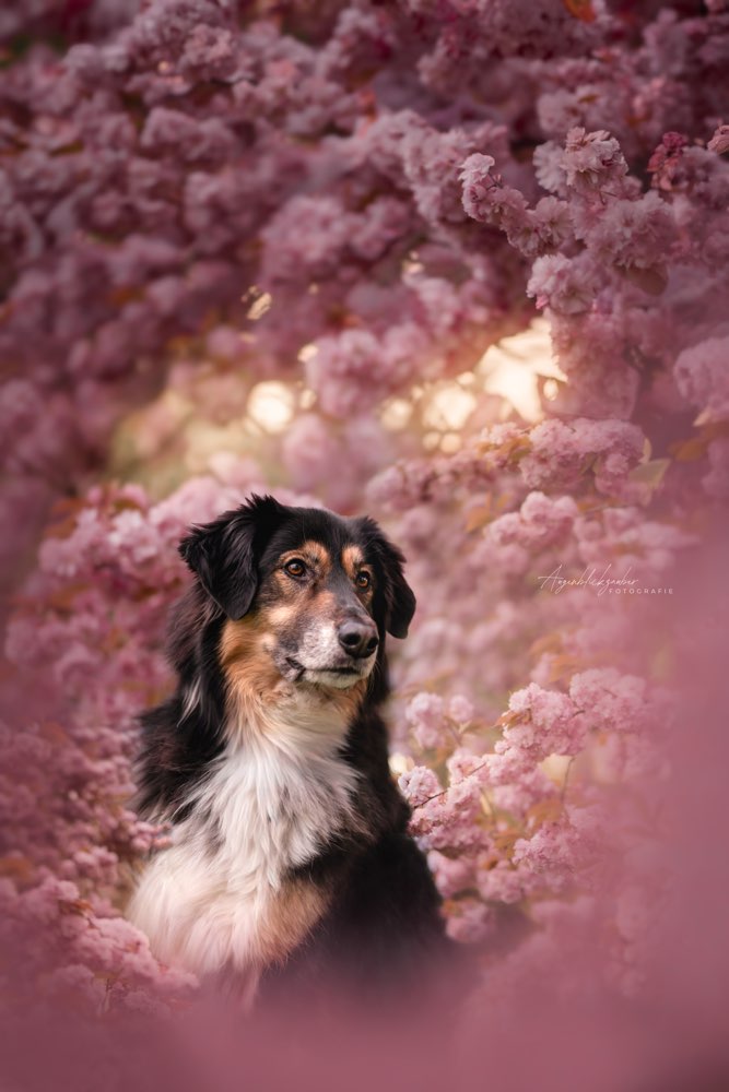 Hundetreffen-Gemeinsame Spaziergänge-Profilbild