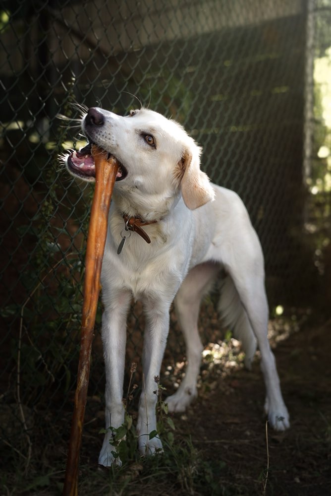 Hundetreffen-Fotoshooting-Profilbild