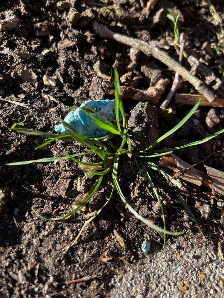 Giftköder-Rattengift-Profilbild