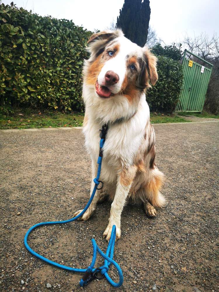 Hundetreffen-Hunde treffen-Profilbild