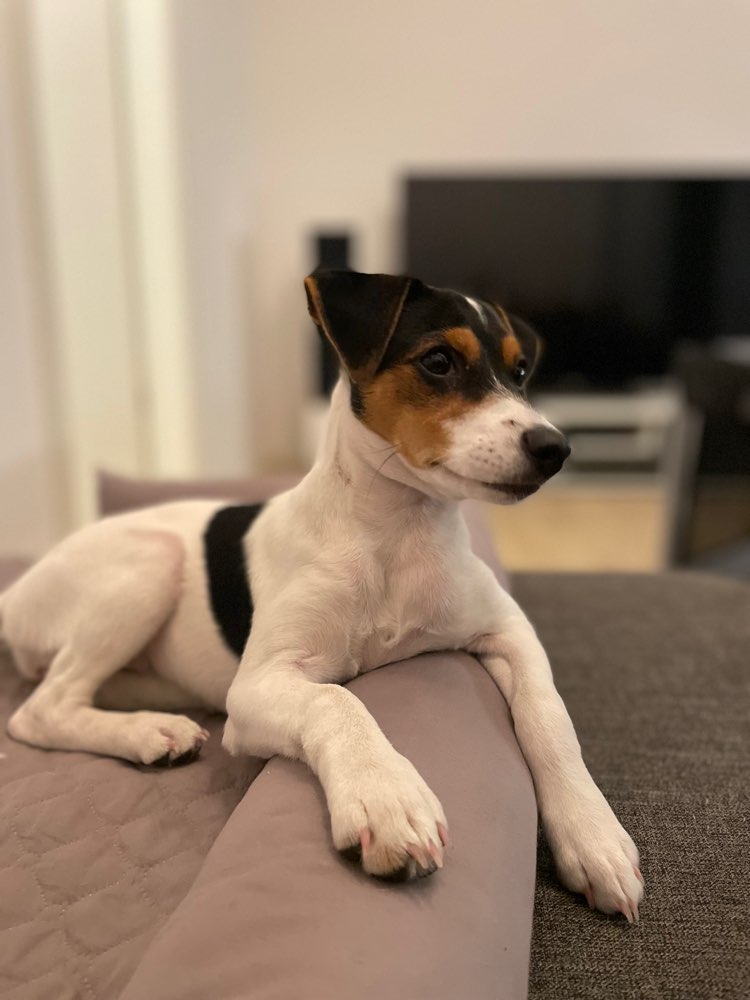 Hundetreffen-Spiel & Spaß mit Jelly-Profilbild