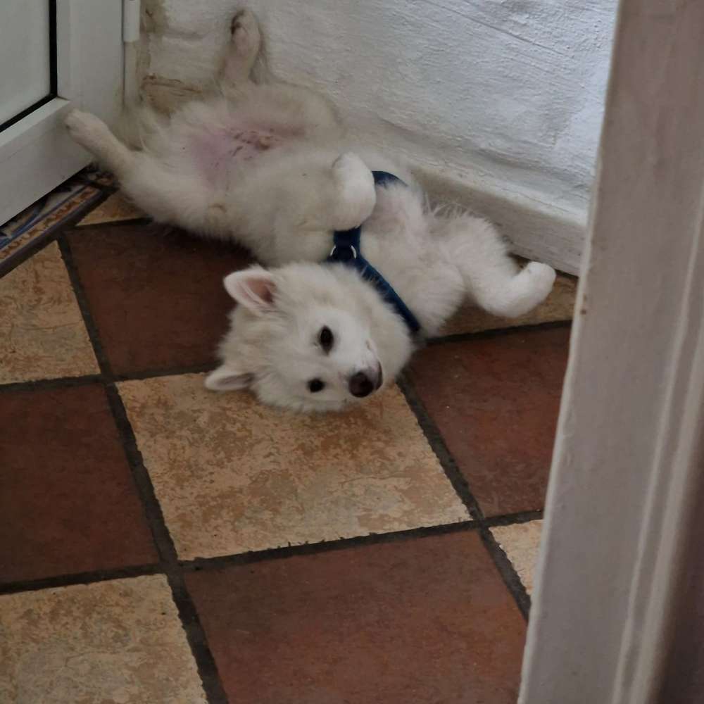 Hundetreffen-Dogsharing-Profilbild