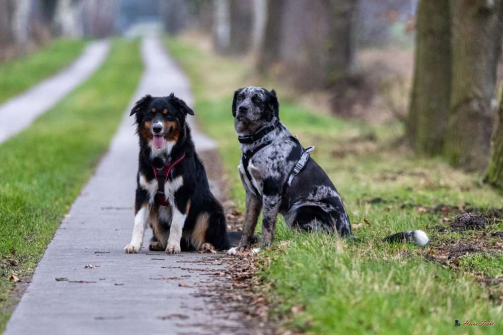 Hundetreffen-Spielstunde-Profilbild