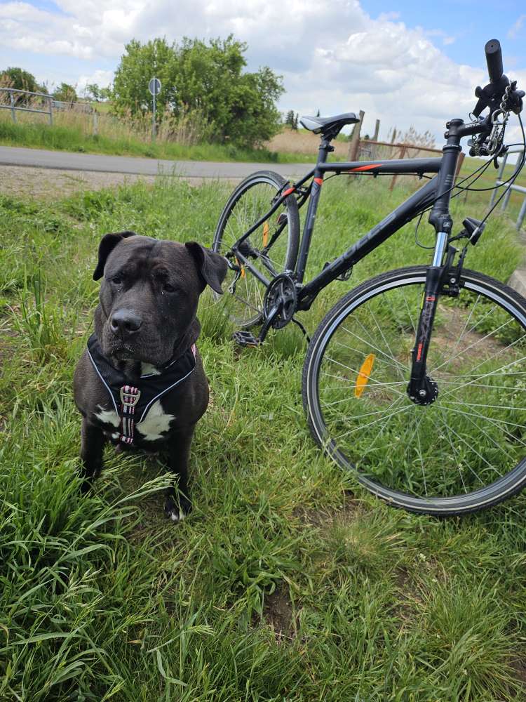 Hundetreffen-Einfach ne Runde Fahrrad fahren-Profilbild