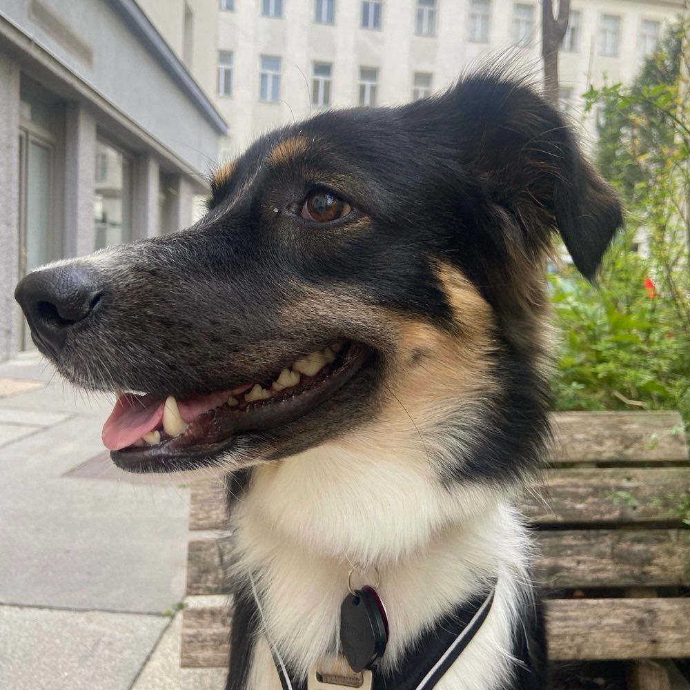 Hundetreffen-Spieltreffen-Profilbild