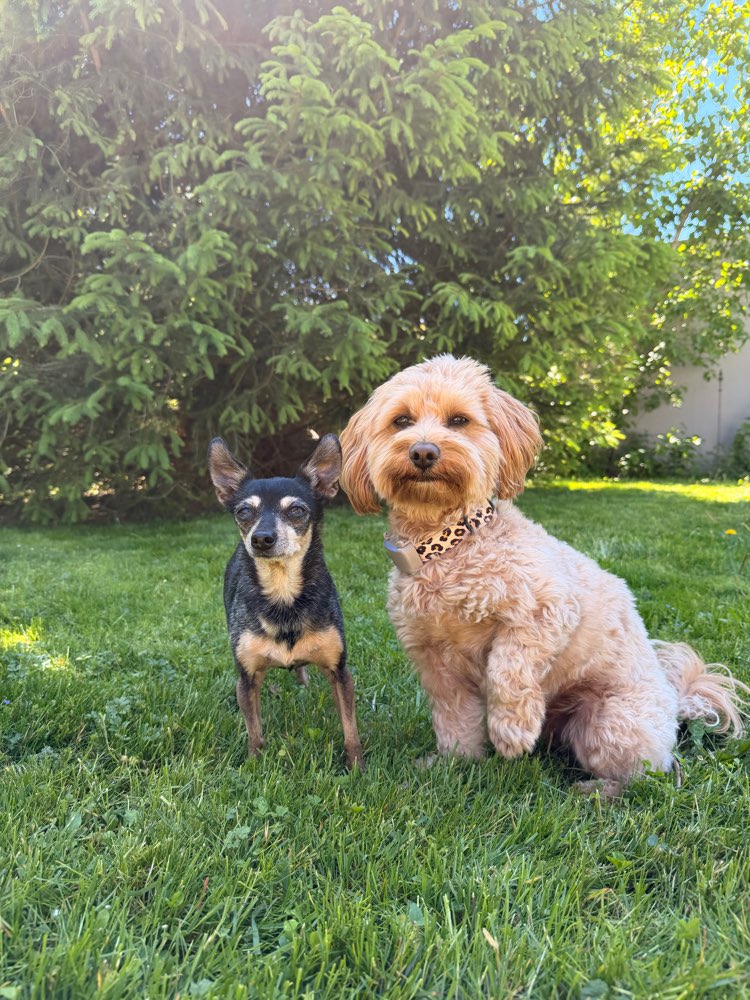 Hundetreffen-Social Walk 🐶-Profilbild