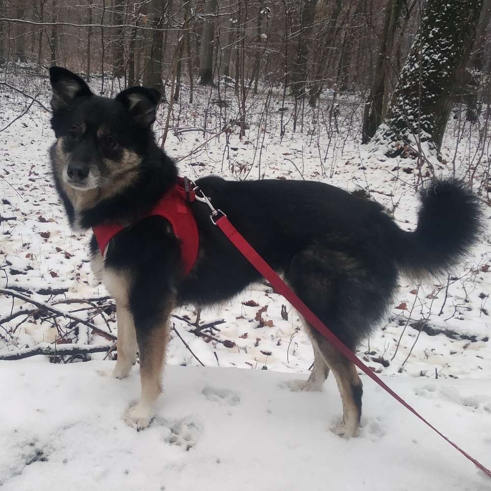 Hundetreffen-Gassirunde in und um Bad Homburg-Profilbild