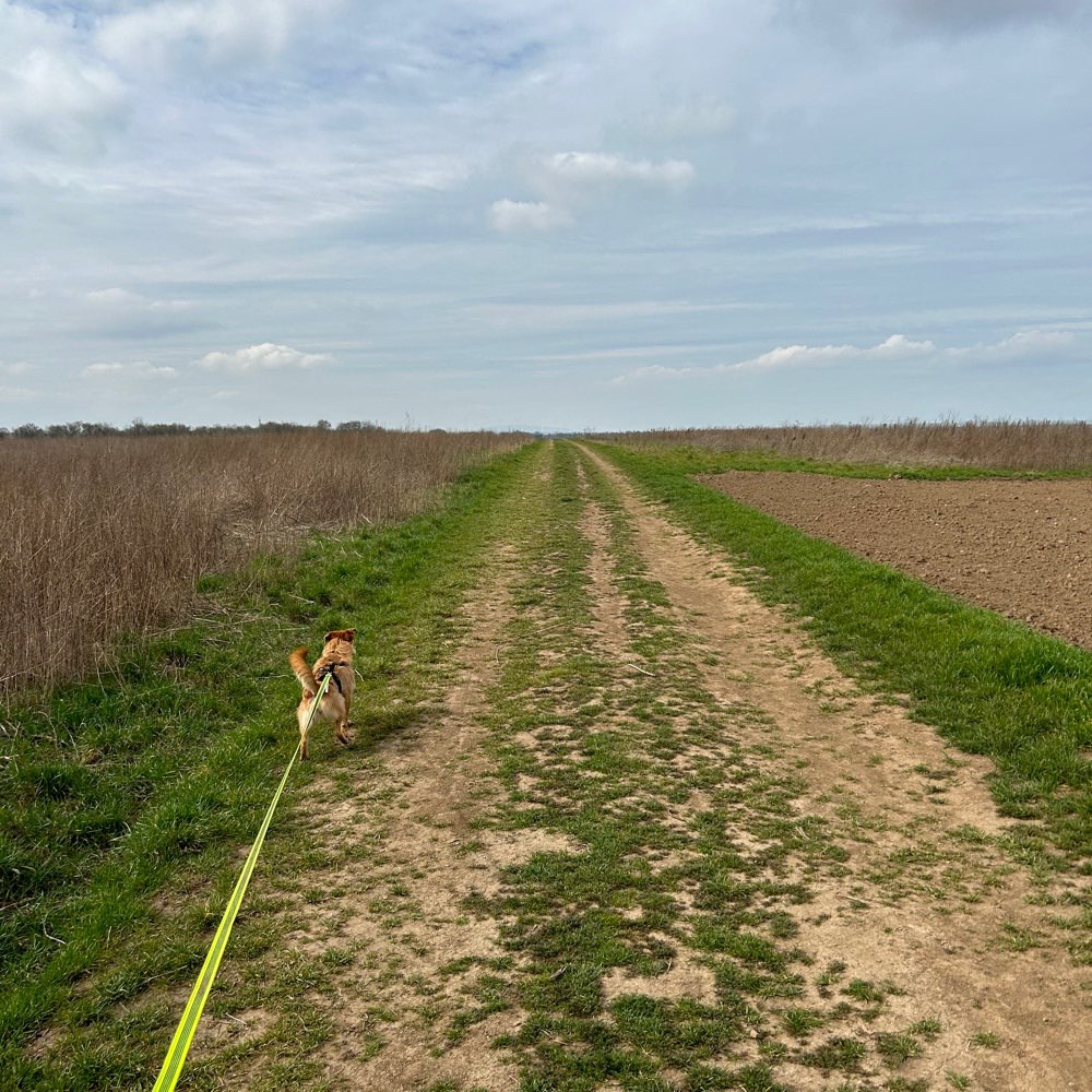 Hundetreffen-Gassi Partner/in gesucht!-Profilbild