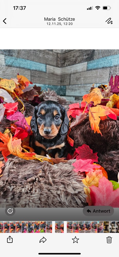 Hundetreffen-Kennenlern-Treffen-Profilbild