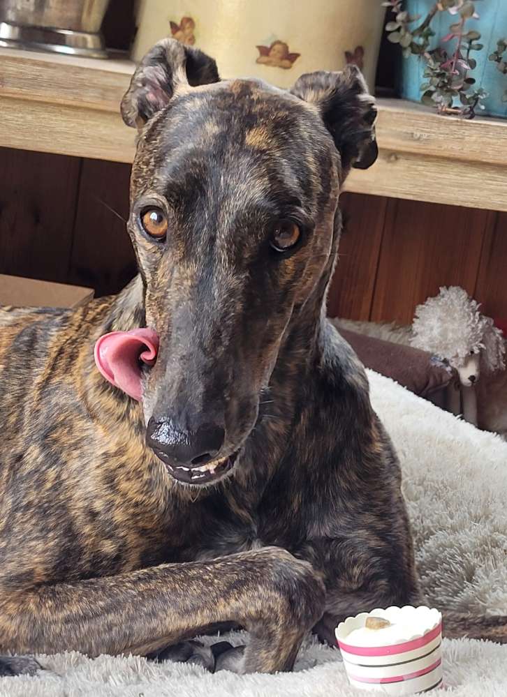 Hundetreffen-Greyhound sucht Rennkumpels-Profilbild