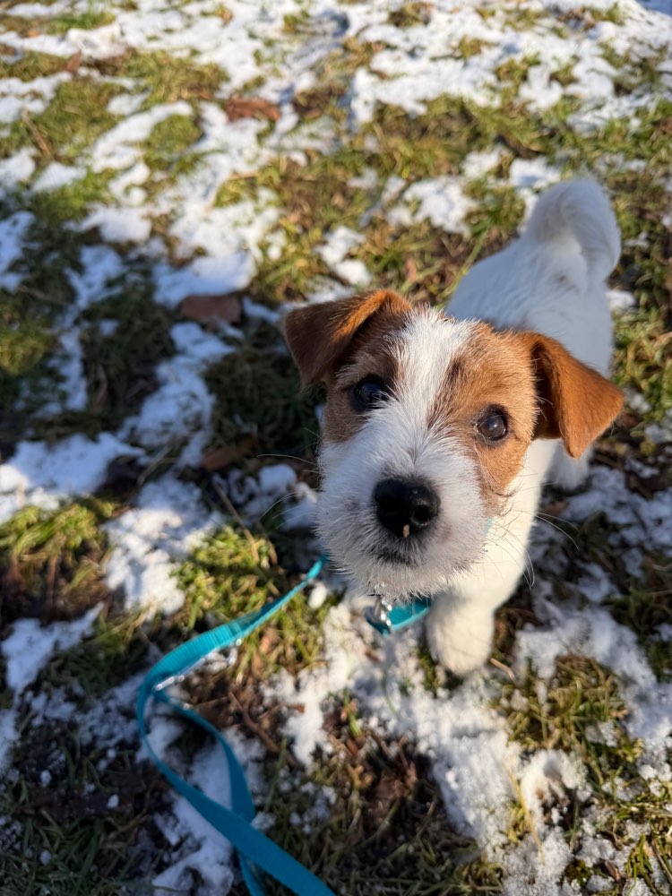 Hundetreffen-Welpentreffen Arnimplatz-Profilbild