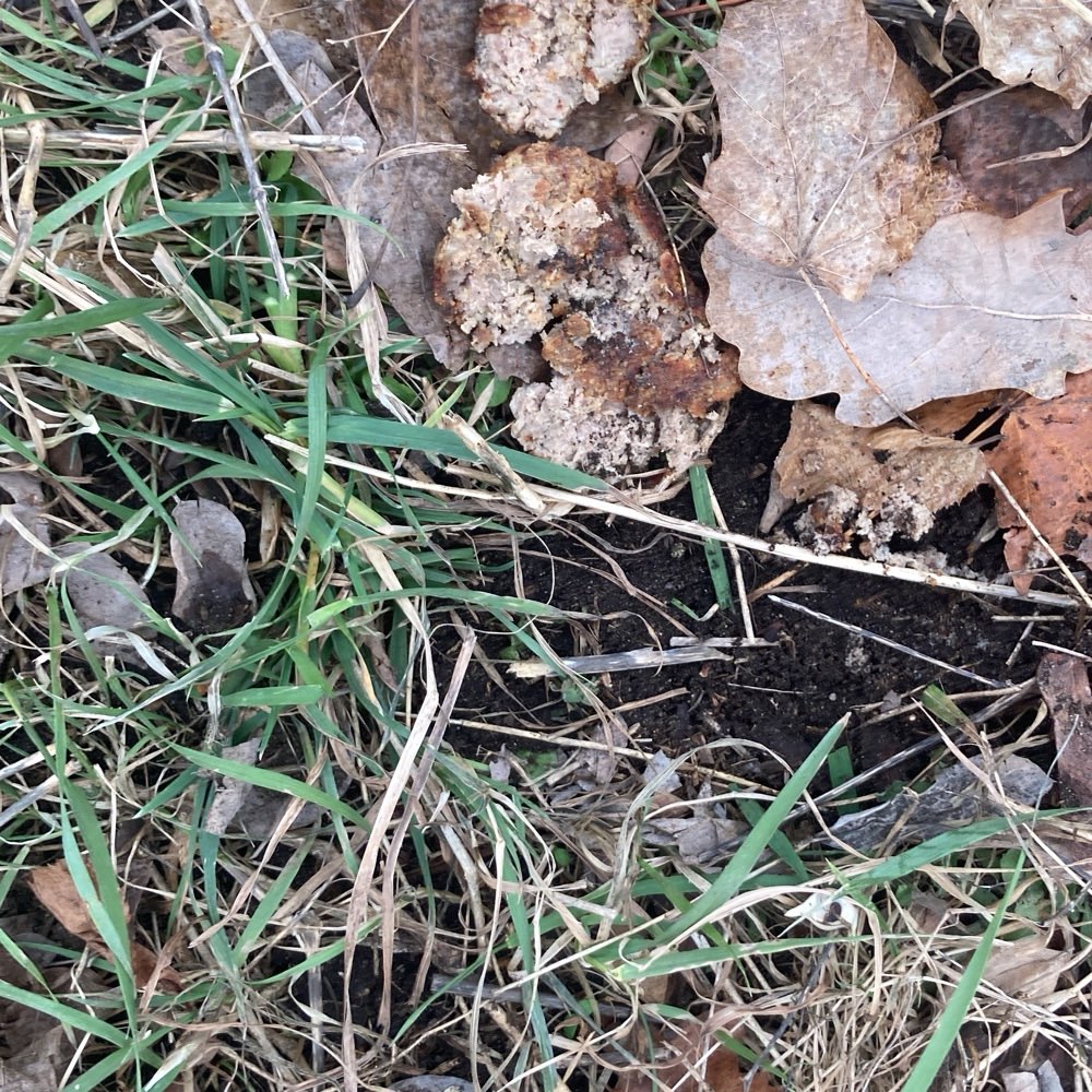 Giftköder-Frikadellen verteilt auf dem Grünstreifen-Profilbild