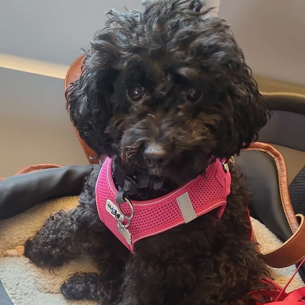 Hundetreffen-Treffen mit sehr Kleinen Hunden-Profilbild