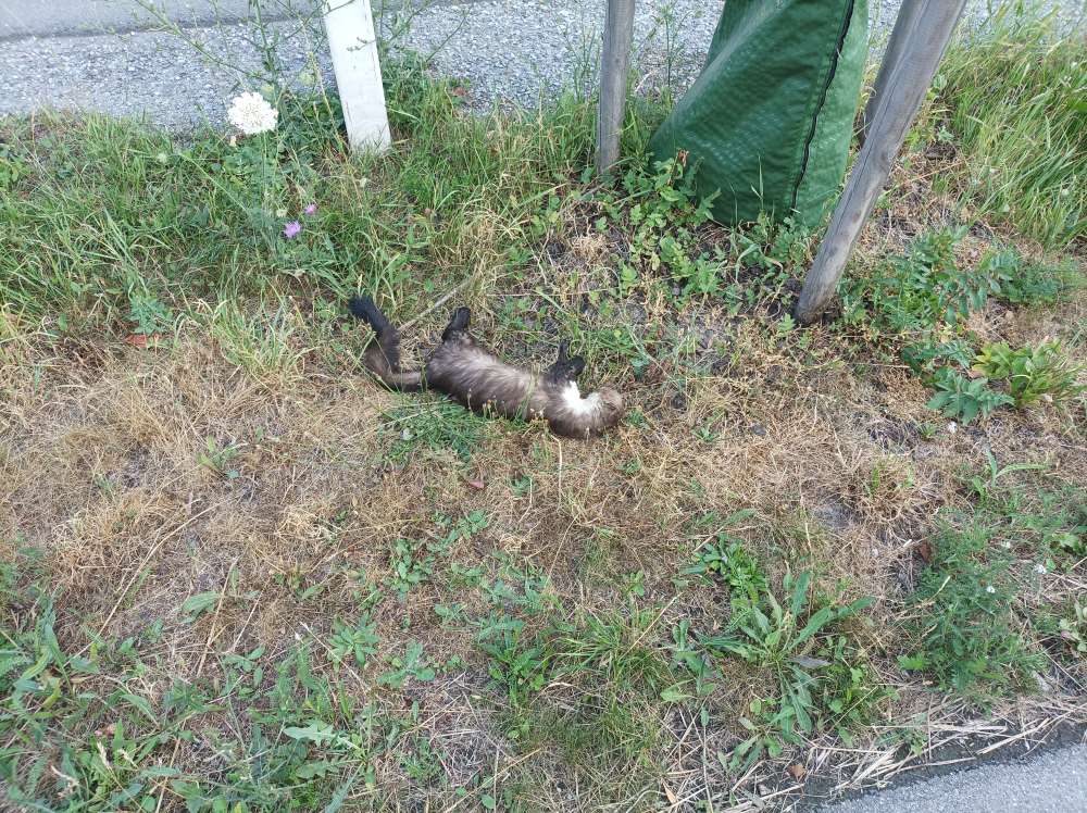 Giftköder-Toter Marder-Profilbild