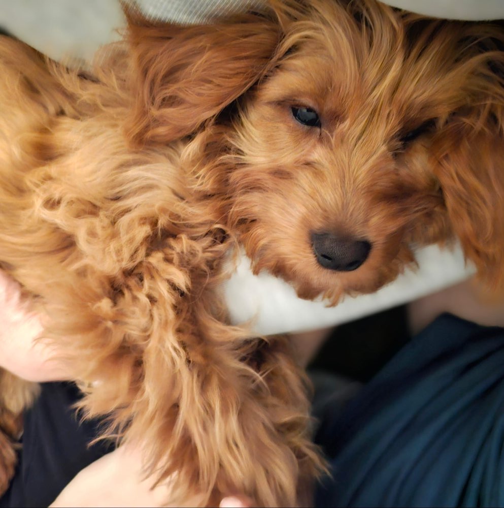 Hundetreffen-Milo sucht passende Spielkameraden-Profilbild