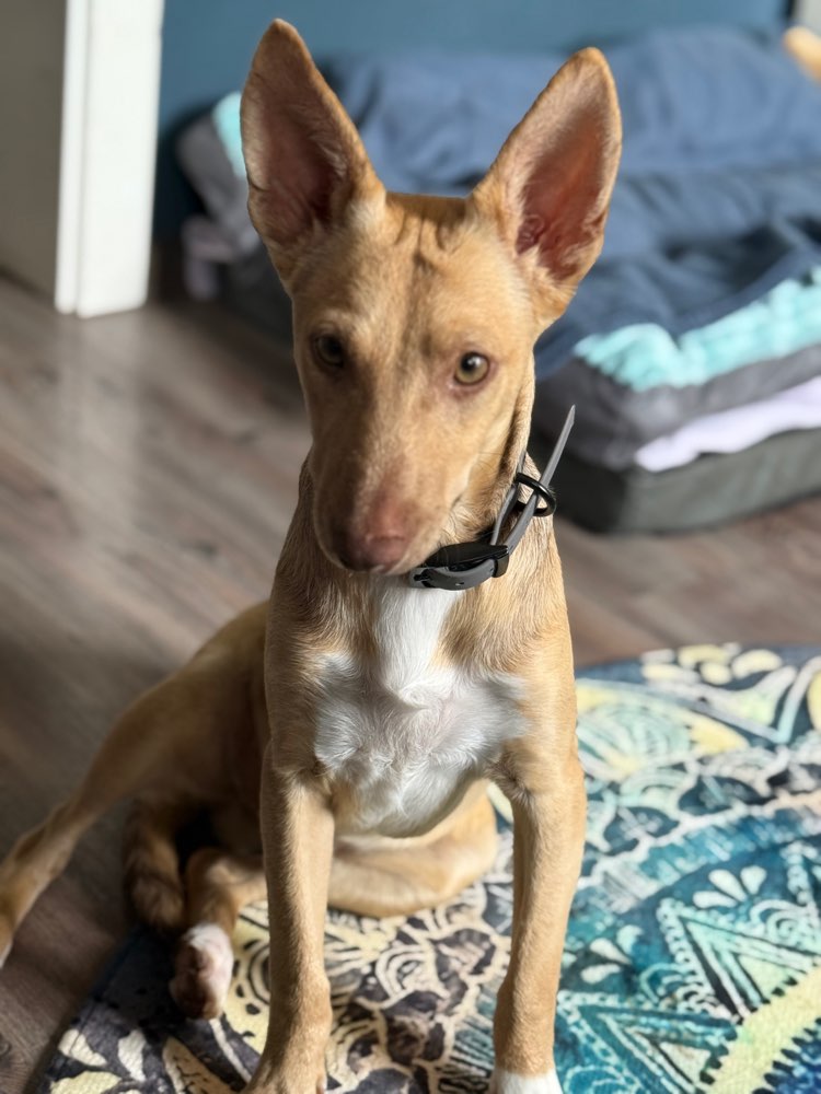 Hundetreffen-Welpen/Junghundetreff-Profilbild