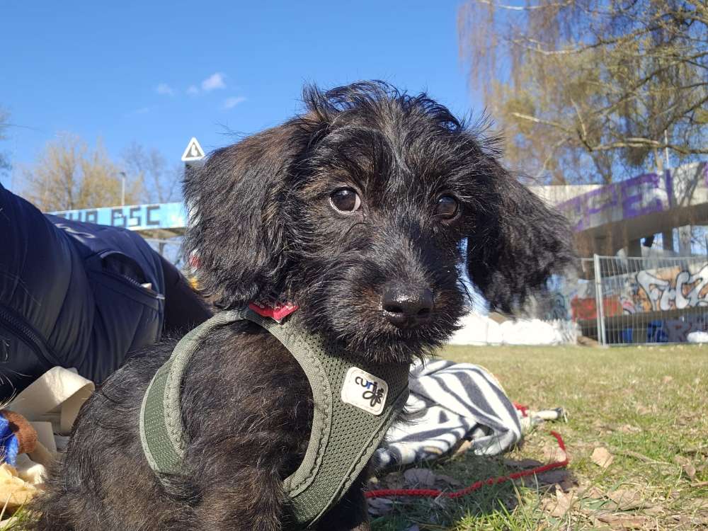 Hundetreffen-Spaßige Spielrunde-Profilbild