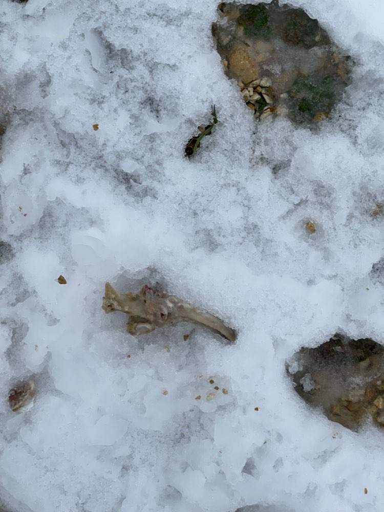 Giftköder-Hühnerknochen-Profilbild