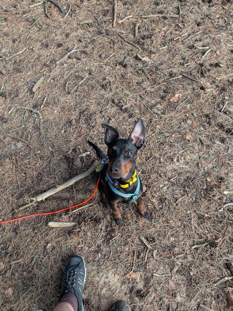 Hundetreffen-Gassi- und Trainingsfreund gesucht-Profilbild