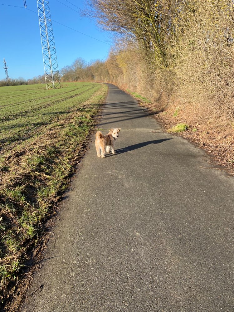 Hundetreffen-Hundefreund zum Spielen gesucht-Profilbild