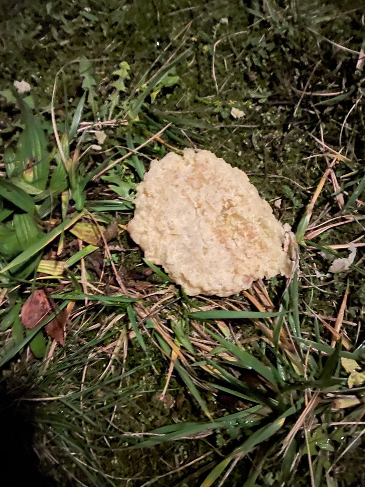 Giftköder-evtl Giftköder-Profilbild