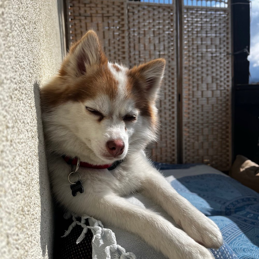 Hundetreffen-Spiel-Treffen in der Südstadt-Profilbild